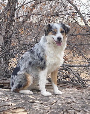 Bluegrass Kennels: Puppies