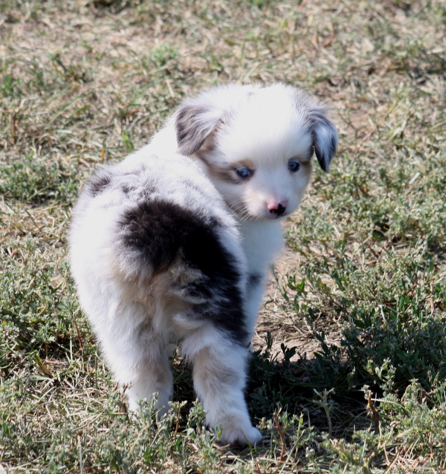 Bluegrass Kennels: Puppies