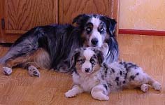 Miniature American Shepherd: ARBA Champion Patchwork's Bluegrass