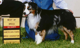 Miniature American Shepherd: ARBA Champion Patchwork's Bluegrass