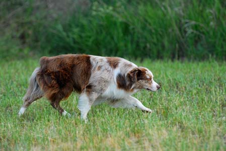 Miniature American Shepherd: Multi Champion, BIS, Bluegrass Boomerang of Chandrea, CGC, RN, RA, BN