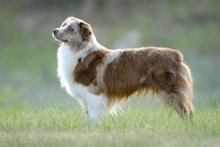 Miniature American Shepherd: Multi Champion, BIS, Bluegrass Boomerang of Chandrea, CGC, RN, RA, BN