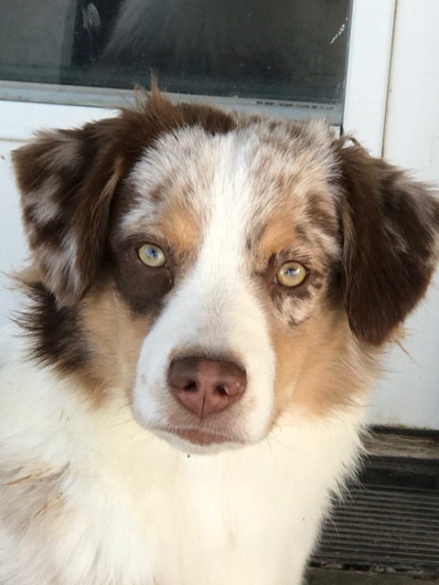 Miniature American Shepherd: Bluegrass Incredible Jourey with Chandrea