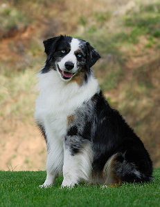 Miniature American Shepherd: 
ARBA Master, Rarities, NAMASCUS and IABCA Champion Bluegrass Encore of Heartland, CGC