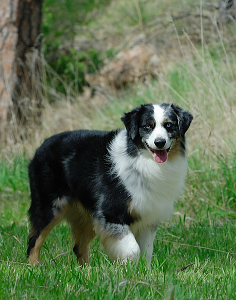 Miniature American Shepherd: 
ARBA Master, Rarities, NAMASCUS and IABCA Champion Bluegrass Encore of Heartland, CGC