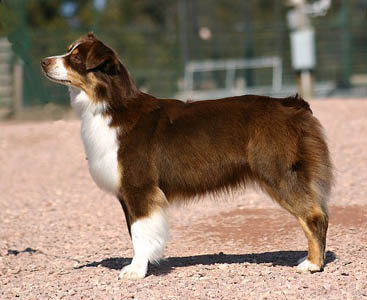 Miniature American Shepherd: NAMASCUSA and IABCA Champion Chandrea's Bluegrass Jamboree of Heartland