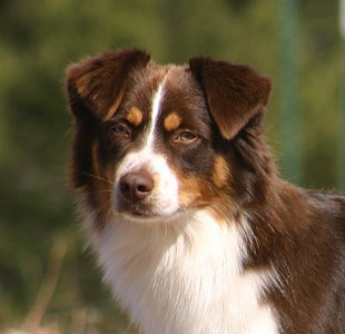 Miniature American Shepherd: NAMASCUSA and IABCA Champion Chandrea's Bluegrass Jamboree of Heartland