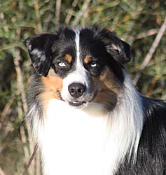 Miniature American Shepherd: Bluegrass Incredible Jourey with Chandrea