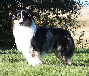 Miniature American Shepherd: Bluegrass Incredible Jourey with Chandrea